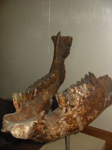 rinocerontedibattifolle